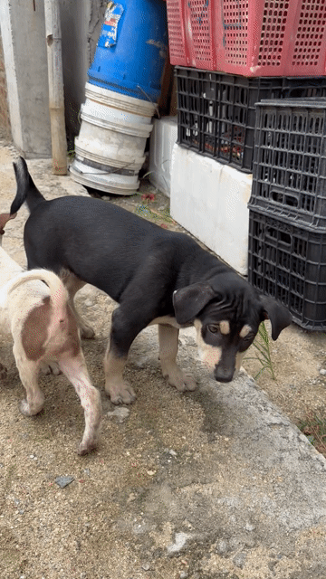 Bán 1 Con Chó Becgie Lai Màu Đen Vàng Nòi To. Mua bán Chó tại Thành phố Vinh Nghệ An được đăng bởi Hoàng Anh Hoàng Huy Ơi hình 1