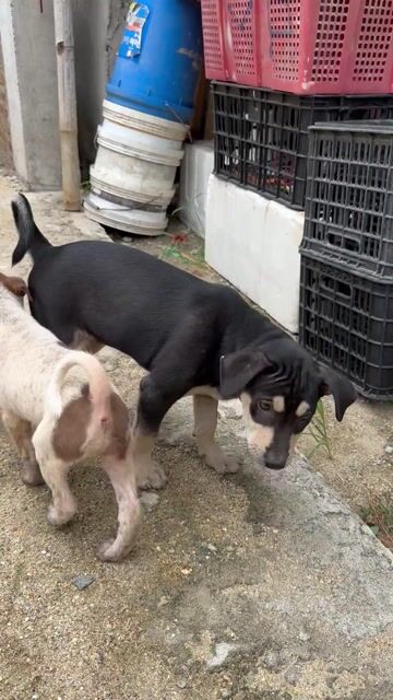 Bán 1 Con Chó Becgie Lai Màu Đen Vàng Nòi To. Mua bán Chó tại Thành phố Vinh Nghệ An được đăng bởi Hoàng Anh Hoàng Huy Ơi hình 1
