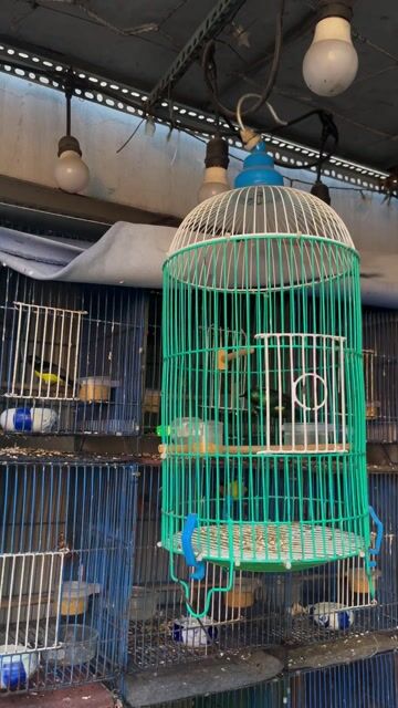 NEW Trọn bộ xanh tím hót đấu 😍😍. Mua bán Chim tại Quận Gò Vấp Tp Hồ Chí Minh được đăng bởi Đình Long hình 1