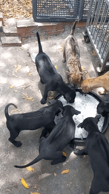 Chó Phú Quốc con màu đen màu vện. Mua bán Chó tại Thành phố Thủ Dầu Một Bình Dương được đăng bởi Bình hình 1