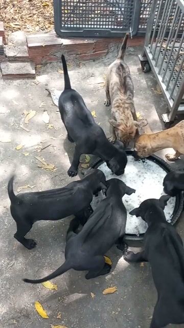 Chó Phú Quốc con màu đen màu vện. Mua bán Chó tại Thành phố Thủ Dầu Một Bình Dương được đăng bởi Bình hình 1