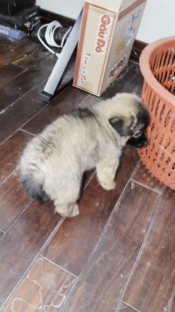 Chó Lài Sông Mã cái đã tiêm. Mua bán Chó tại Quận 12 Tp Hồ Chí Minh được đăng bởi Kiến Vinh hình 1