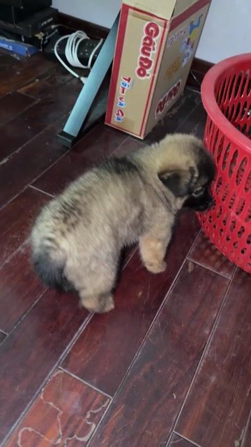 Chó Lài Sông Mã cái đã tiêm. Mua bán Chó tại Quận 12 Tp Hồ Chí Minh được đăng bởi Kiến Vinh hình 1