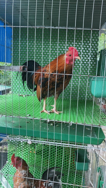 gà tre Bắc cần gl bộ hồ kính lớn nuôi cá. Mua bán Thú cưng khác tại Huyện Phong Điền Cần Thơ được đăng bởi nguyễn quốc cường hình 1