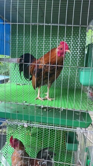 gà tre Bắc cần gl bộ hồ kính lớn nuôi cá. Mua bán Thú cưng khác tại Huyện Phong Điền Cần Thơ được đăng bởi nguyễn quốc cường hình 1