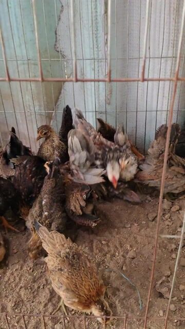 Gà Serama 3 tháng Đa sắc (1 cặp ). Mua bán Gà tại Huyện Bình Chánh Tp Hồ Chí Minh được đăng bởi serama Long An hình 1