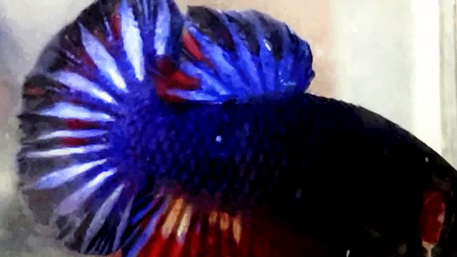 blue nemo. Mua bán Thú cưng khác tại Quận Bình Thạnh Tp Hồ Chí Minh được đăng bởi Nguyễn Trung Hiếu hình 1
