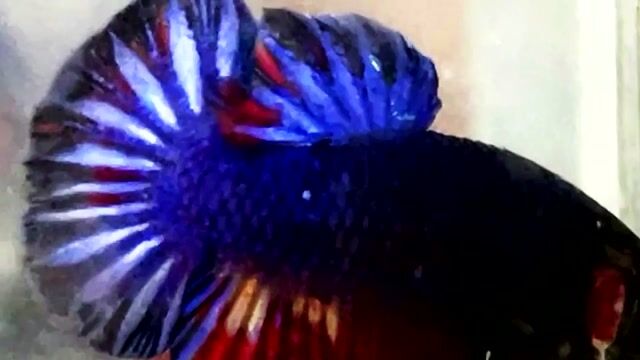 blue nemo. Mua bán Thú cưng khác tại Quận Bình Thạnh Tp Hồ Chí Minh được đăng bởi Nguyễn Trung Hiếu hình 1