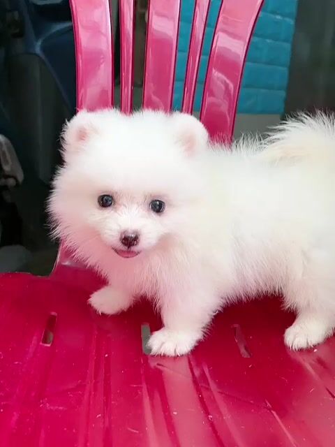 Chó Pomeranian thuần chủng có tiêm ngừa. Mua bán Chó tại Quận 11 Tp Hồ Chí Minh được đăng bởi Minh nguyễn  hình 1
