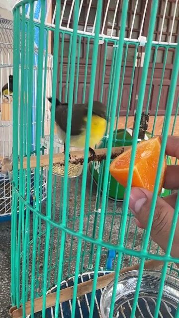 Chim Họng đen Chuyền chấm bao. Mua bán Chim tại Thị xã Bến Cát Bình Dương được đăng bởi Nguyễn Ngọc An hình 1