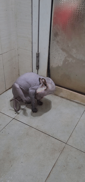 Mèo Sphynx cái 1 tuổi ai cập không lông. Mua bán Mèo tại Huyện Thường Tín Hà Nội được đăng bởi ok hình 1