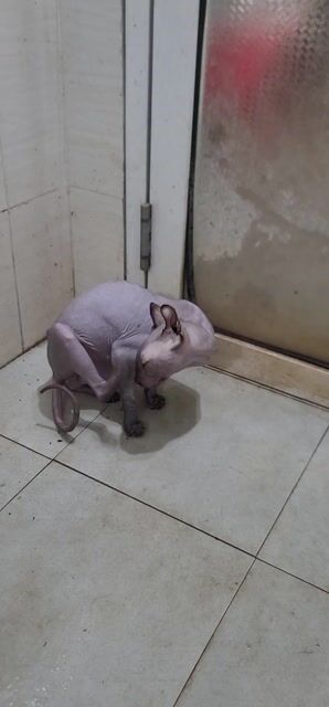 Mèo Sphynx cái 1 tuổi ai cập không lông. Mua bán Mèo tại Huyện Thường Tín Hà Nội được đăng bởi ok hình 1