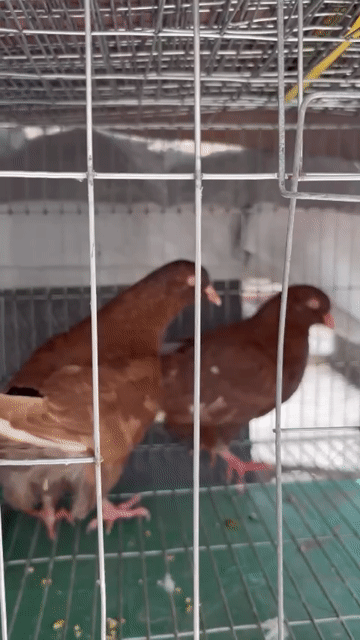 Chim Bồ câu gà màu Nâu đỏ đẹp. Mua bán Chim tại Quận Tân Bình Tp Hồ Chí Minh được đăng bởi Trần Cường hình 1