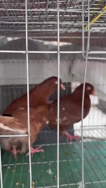 Chim Bồ câu gà màu Nâu đỏ đẹp. Mua bán Chim tại Quận Tân Bình Tp Hồ Chí Minh được đăng bởi Trần Cường hình 1