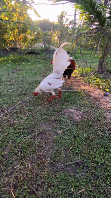 gà tre giao lưu gà nồi về nuôi choi. Mua bán Gà tại Huyện Châu Thành Trà Vinh được đăng bởi Quốc Đại hình 1