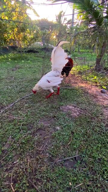 gà tre giao lưu gà nồi về nuôi choi. Mua bán Gà tại Huyện Châu Thành Trà Vinh được đăng bởi Quốc Đại hình 1