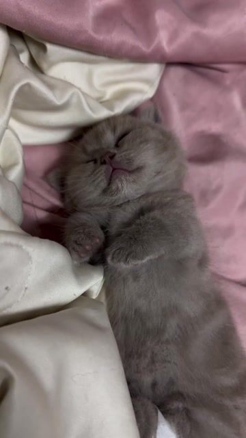 Mèo Anh lông dài vàng đã tiêm 1 mũi. Mua bán Mèo tại Thành phố Nha Trang Khánh Hòa được đăng bởi Thảo hình 1