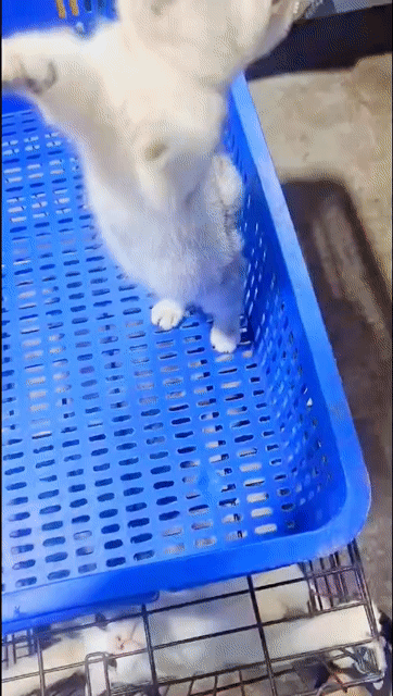 mèo nhà trồng. ald, siver taby. Mua bán Mèo tại Quận Hoàng Mai Hà Nội được đăng bởi ben hình 1