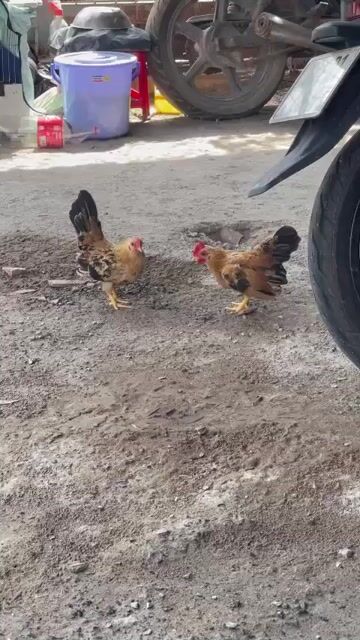 Gà tre bắc trống khỏe mạnh. Mua bán Gà tại Huyện Tam Bình Vĩnh Long được đăng bởi Trần Quốc Thắng hình 1