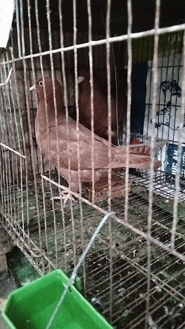 Chim bồ câu cả hai giới tính. Mua bán Chim tại Huyện Cái Bè Tiền Giang được đăng bởi Đoàn Tới hình 1