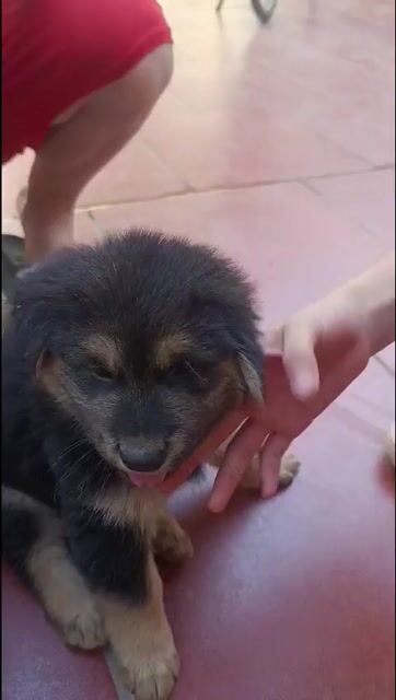 Chó lai mông cộc cần bán . Mua bán Chó tại Quận Thanh Xuân Hà Nội được đăng bởi Ẩm ương hình 1