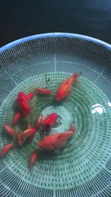 Cá Ranchu tini rw 2-2.5n 10 bé. Mua bán Thú cưng khác tại Huyện Hóc Môn Tp Hồ Chí Minh được đăng bởi Nguyễn Mạnh Cường hình 1