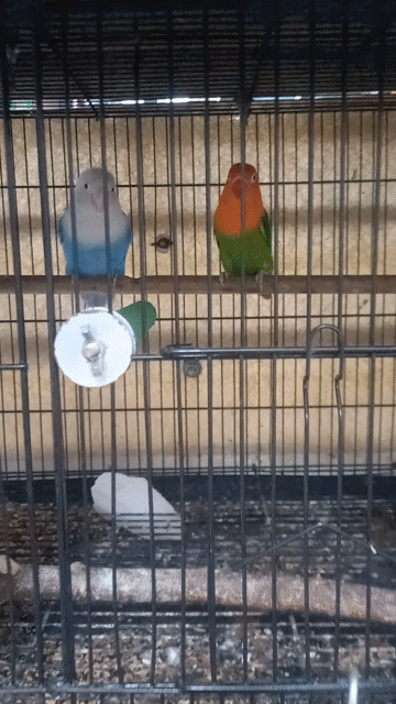 Chim Lovebird cặp An Giang. Mua bán Chim tại Quận Tân Bình Tp Hồ Chí Minh được đăng bởi Nghiaca Nguyen hình 1