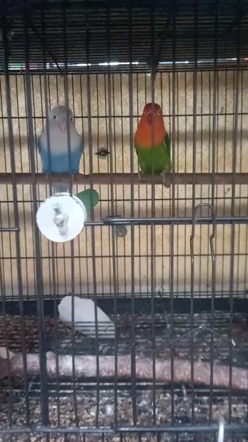 Chim Lovebird cặp An Giang. Mua bán Chim tại Quận Tân Bình Tp Hồ Chí Minh được đăng bởi Nghiaca Nguyen hình 1