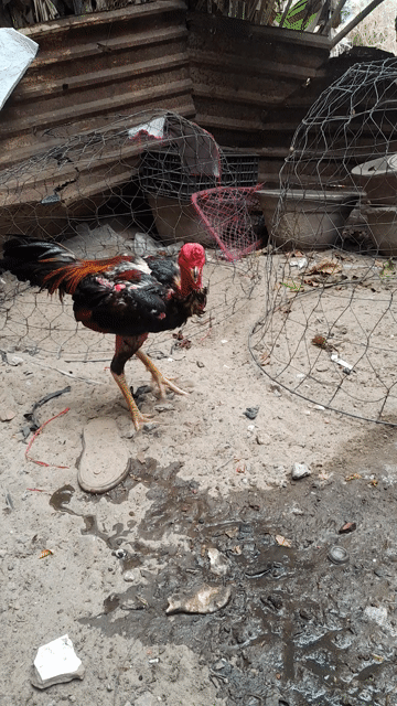 ôg chú bận đi lm chuyển e gà ae về chơi tùy ae. Mua bán Gà tại Quận Cẩm Lệ Đà Nẵng được đăng bởi Kí Ức a và e hình 1