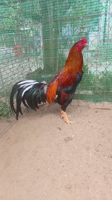 siu Mỹ 3.4kg. Mua bán Gà tại Huyện Tân Hiệp Kiên Giang được đăng bởi Tuyến  hình 1