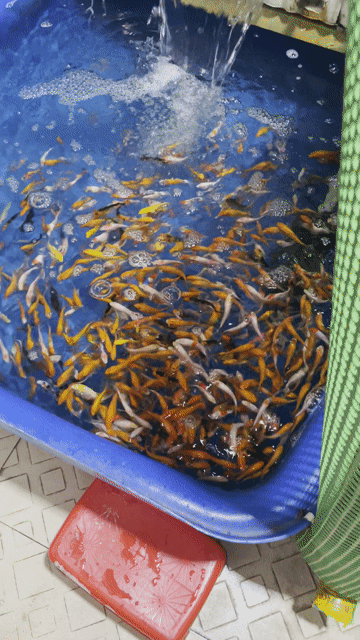 Cá Koi mini đơn sắc. Mua bán Thú cưng khác tại Quận Gò Vấp Tp Hồ Chí Minh được đăng bởi Nguyễn Thị Như Ýy hình 1