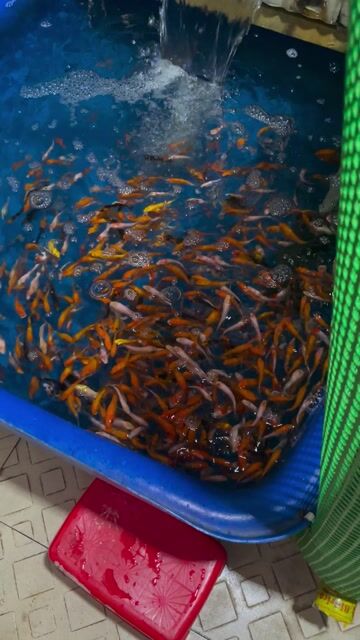 Cá Koi mini đơn sắc. Mua bán Thú cưng khác tại Quận Gò Vấp Tp Hồ Chí Minh được đăng bởi Nguyễn Thị Như Ýy hình 1