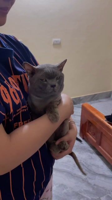 mèo anh lông ngắn- ship tận nơi. Mua bán Mèo tại Huyện Bình Xuyên Vĩnh Phúc được đăng bởi hoàng thanh sơn hình 1