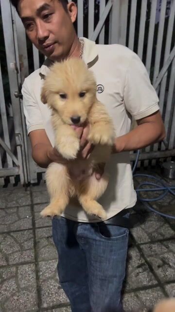 Golden Thuần chủng bố mẹ tại nhà. Mua bán Chó tại Thành phố Thủ Dầu Một Bình Dương được đăng bởi Tuyet Anh hình 1