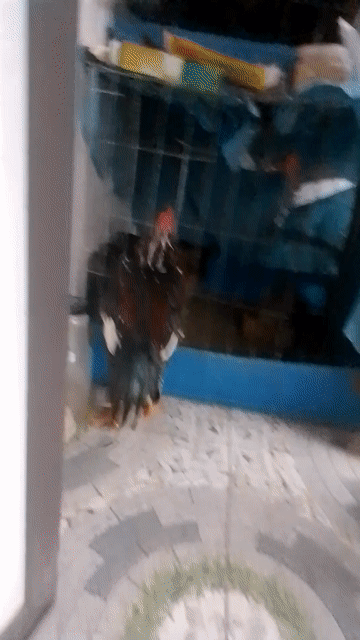 Gà chọi 30 tía mơ. Mua bán Gà tại Quận Hai Bà Trưng Hà Nội được đăng bởi Hoàng Quân hình 1
