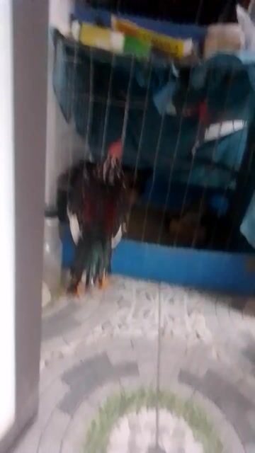 Gà chọi 30 tía mơ. Mua bán Gà tại Quận Hai Bà Trưng Hà Nội được đăng bởi Hoàng Quân hình 1