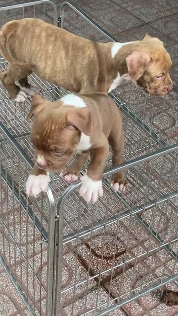 bandog Đực cái đầy đủ. Mua bán Chó tại Thành phố Biên Hòa Đồng Nai được đăng bởi Vũ Việt pét Shop hình 1