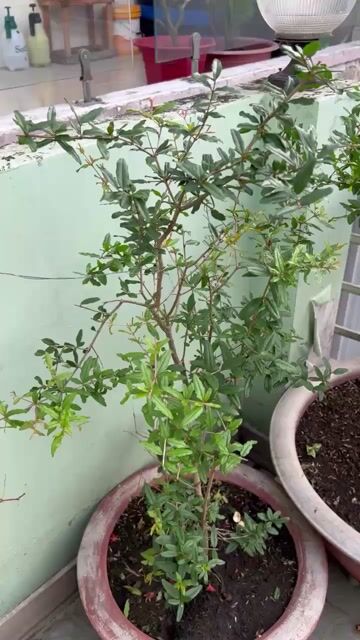 Lựu Ấn Độ chuẩn giống ko lại tạp. Mua bán Cây cảnh, đồ trang trí tại Quận 6 Tp Hồ Chí Minh được đăng bởi Phan Cường hình 1