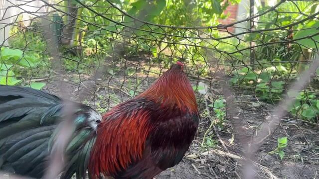 gà zin 12 tháng 3kg. Mua bán Gà tại Huyện Châu Thành Tây Ninh được đăng bởi Nam hình 1