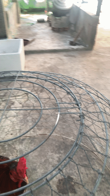 Gà chọi 3.8kg. Mua bán Gà tại Huyện Hồng Dân Bạc Liêu được đăng bởi Tín hình 1