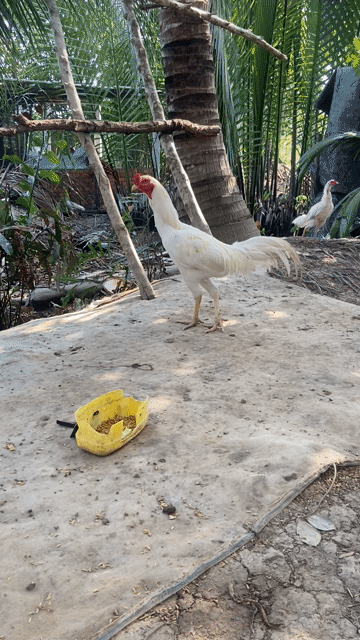 Gà Bướm Tơ Đực Trắng. Mua bán Gà tại Huyện Cái Nước Cà Mau được đăng bởi Gà thái mỹ hình 1