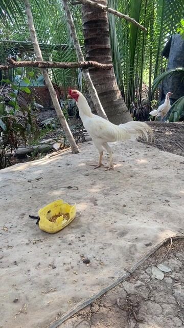 Gà Bướm Tơ Đực Trắng. Mua bán Gà tại Huyện Cái Nước Cà Mau được đăng bởi Gà thái mỹ hình 1