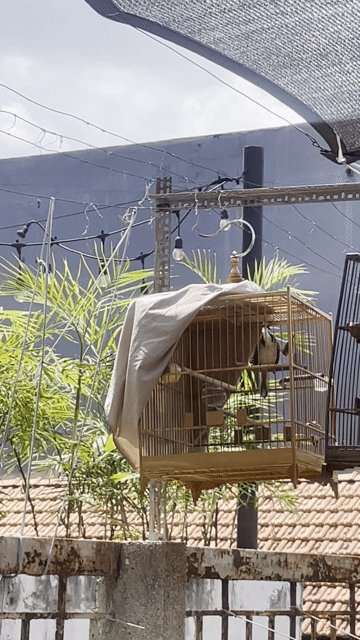 Chim chào mào khỏe mạnh giao lưu xe đạp lồng chim. Mua bán Chim tại Quận Bình Tân Tp Hồ Chí Minh được đăng bởi Cuong Le hình 1