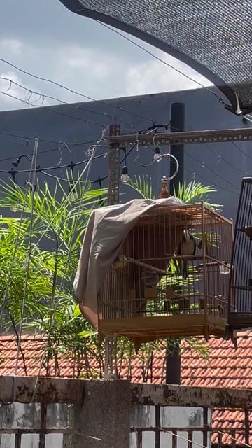 Chim chào mào khỏe mạnh giao lưu xe đạp lồng chim. Mua bán Chim tại Quận Bình Tân Tp Hồ Chí Minh được đăng bởi Cuong Le hình 1