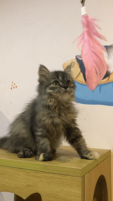 Smoke Tabby lông dài 💘✨. Mua bán Mèo tại Quận Tân Phú Tp Hồ Chí Minh được đăng bởi Nguyễn Quỳnh Nhi hình 1