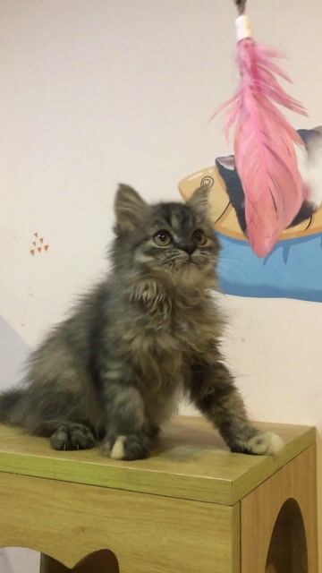 Smoke Tabby lông dài 💘✨. Mua bán Mèo tại Quận Tân Phú Tp Hồ Chí Minh được đăng bởi Nguyễn Quỳnh Nhi hình 1