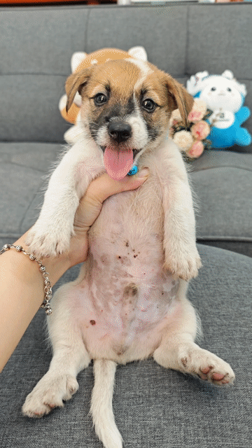 Sale 🎉💢Trai Nhật F đẹp có móng đeo chào sen🥰🌸. Mua bán Chó tại Huyện Hóc Môn Tp Hồ Chí Minh được đăng bởi Ánh Dương Pet hình 1