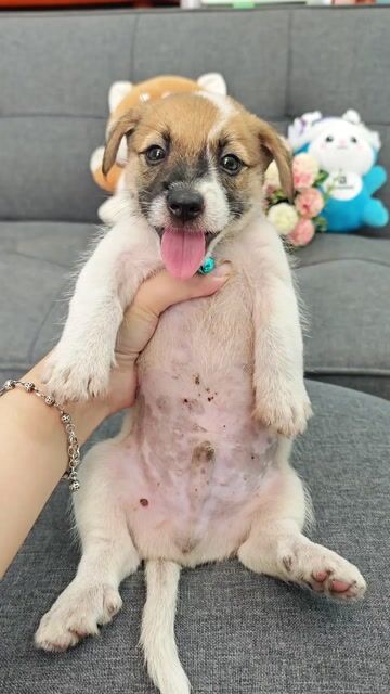 Sale 🎉💢Trai Nhật F đẹp có móng đeo chào sen🥰🌸. Mua bán Chó tại Huyện Hóc Môn Tp Hồ Chí Minh được đăng bởi Ánh Dương Pet hình 1