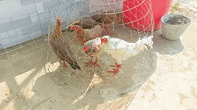 Gà giống cả hai nhiều màu 6 con. Mua bán Gà tại Huyện Mỹ Tú Sóc Trăng được đăng bởi Tiền Gà  hình 1