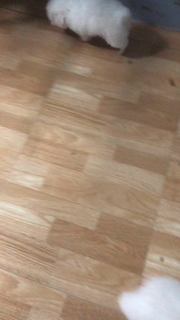 Chó Poodle Tiny Trắng. Mua bán Chó tại Quận Hoàng Mai Hà Nội được đăng bởi nguyễn huy hùng hình 1